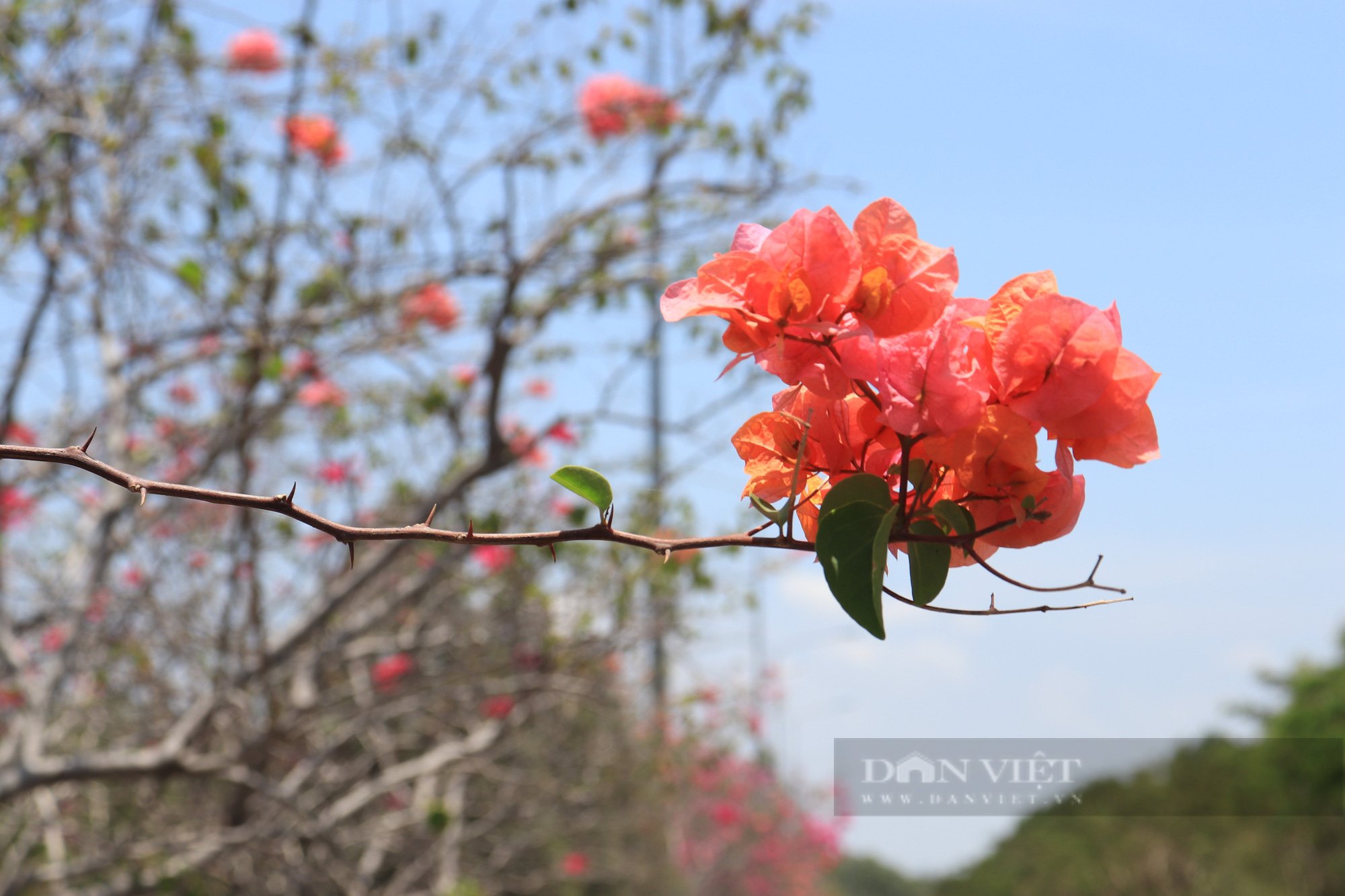 Ba cung đường sặc sỡ màu sắc ở Cần Giờ thu hút giới trẻ trải nghiệm, check-in trong dịp lễ 1/5 - Ảnh 4.
