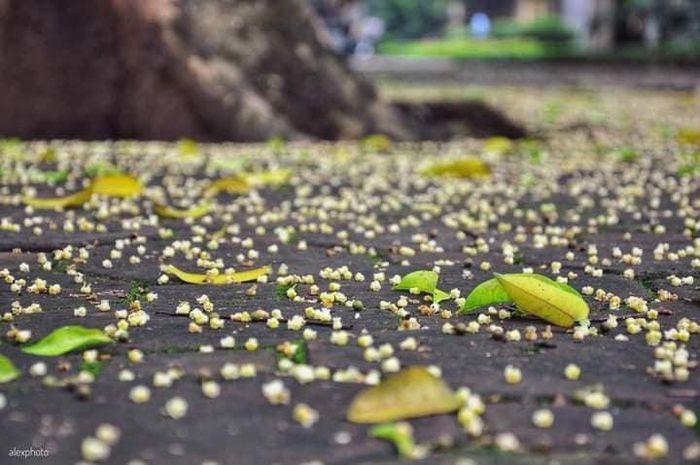 Dịu dàng hoa sấu tháng 5 - Ảnh 2.
