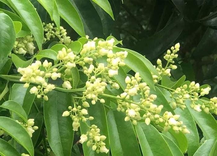 Dịu dàng hoa sấu tháng 5 - Ảnh 1.