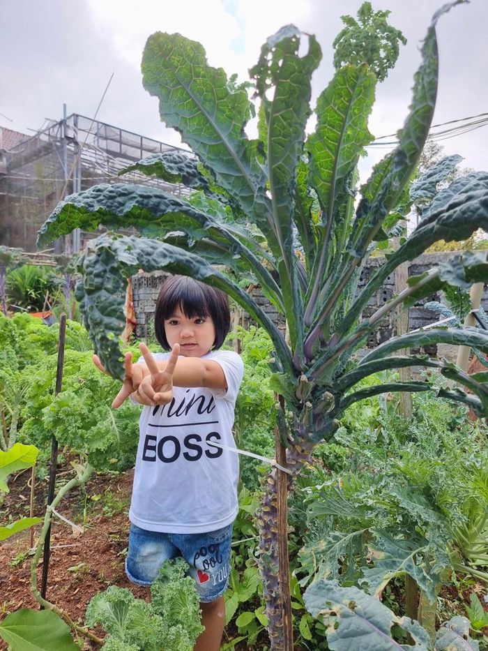 Vườn cải cao đến 3m, bắt thang mới hái được - Ảnh 6.