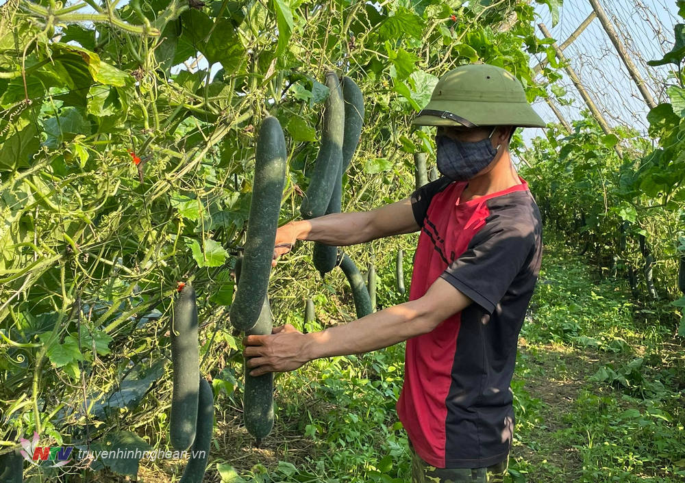Ruộng trồng thứ dây leo ra trái treo lủng lẳng đẹp như phim ở Nghệ An, ai đi qua cũng phải đứng ngó một tý - Ảnh 2.
