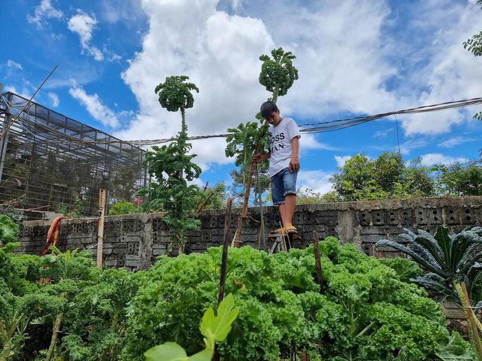 Vườn cải cao đến 3m, bắt thang mới hái được - Ảnh 7.