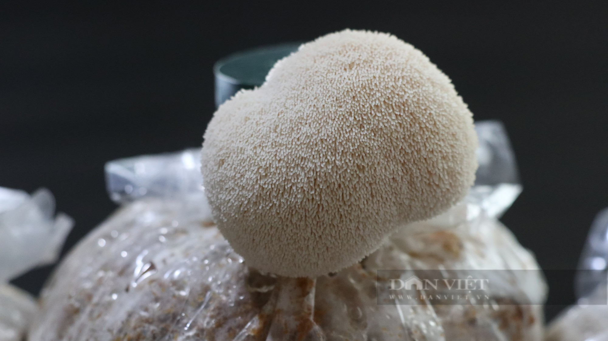 Thạc sĩ sinh học về trồng nấm hầu thủ, bán gần 200 ngàn/kg kiếm bộn tiền - Ảnh 3.