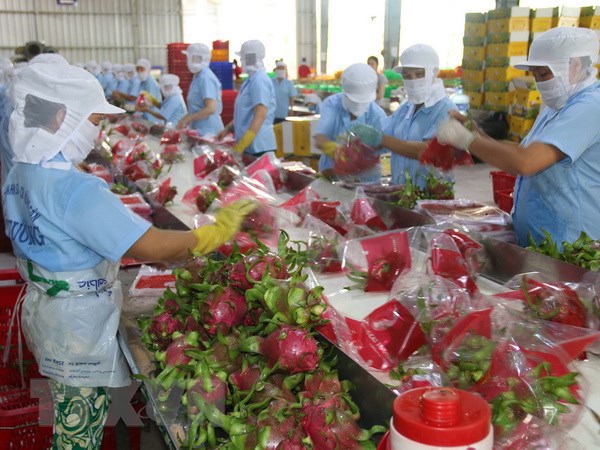Xúc tiến, đẩy mạnh xuất khẩu thanh long sang Australia và New Zealand - Ảnh 1. Xúc tiến, đẩy mạnh xuất khẩu thanh long sang Australia và New Zealand - Ảnh 1.