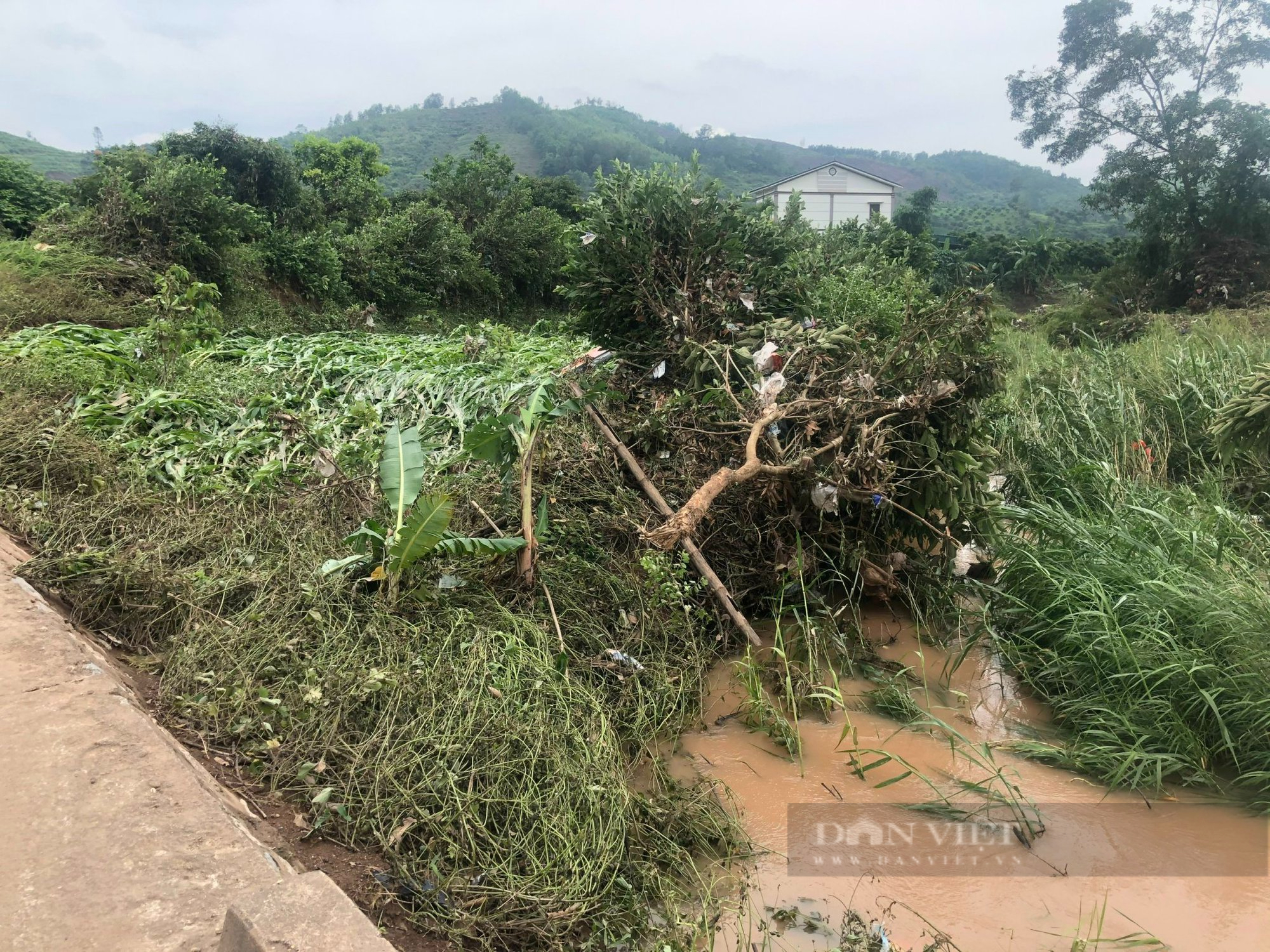 Kinh hoàng lũ quét ở Bắc Giang cuốn bật gốc cây, vườn cây nhãn, vải thiều... bị phủ kín bùn đen - Ảnh 6.
