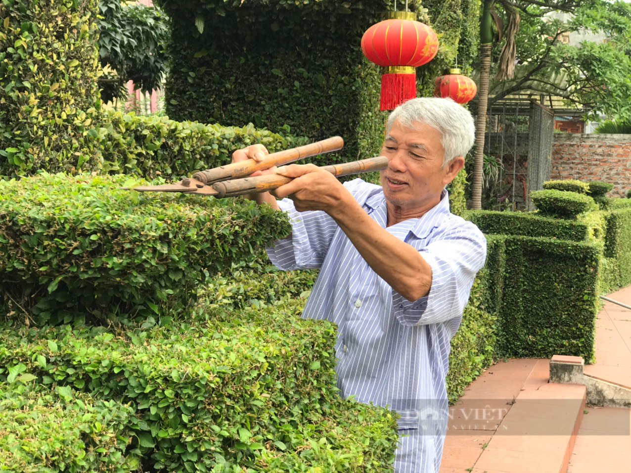 Trầm trồ trước căn nhà có hàng rào, cổng chùa làm bằng cây ô rô &quot;cực chất&quot; ở Hà Nội - Ảnh 4.