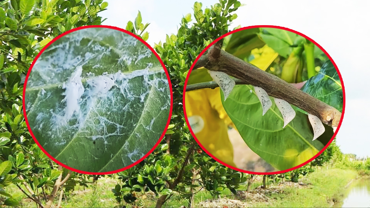 Giá mít Thái hôm nay 12/5: Rầy phấn trắng xuất hiện nhiều trong vườn mít Thái, vậy có gây hại gì không? - Ảnh 1.