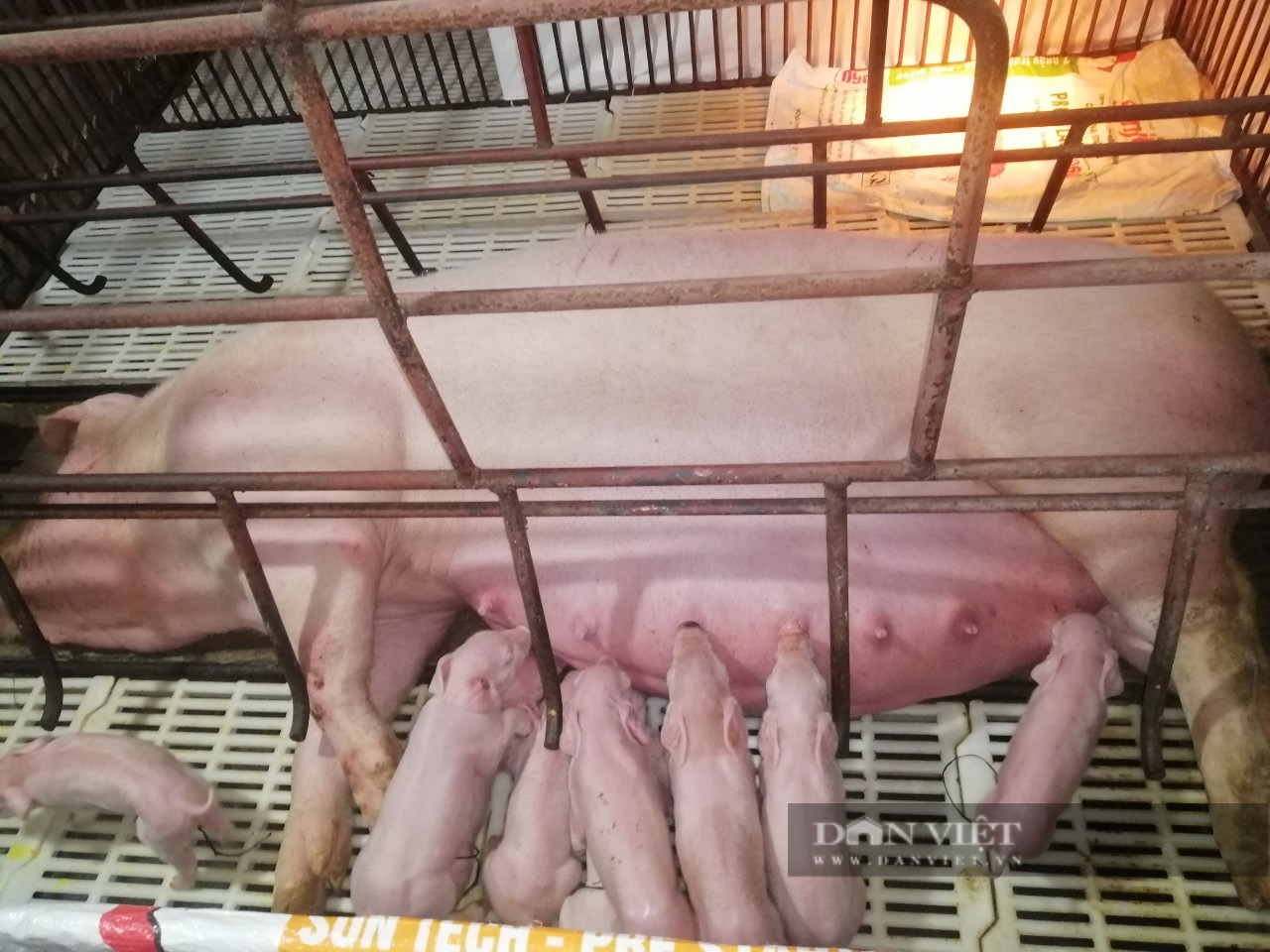 Thái Nguyên: Thất bát nhiều lần với nghề nuôi lợn, anh nông dân vẫn quyết vực dậy sau khó khăn - Ảnh 4.