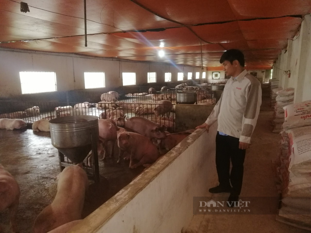 Thái Nguyên: Thất bát nhiều lần với nghề nuôi lợn, anh nông dân vẫn quyết vực dậy sau khó khăn - Ảnh 2.