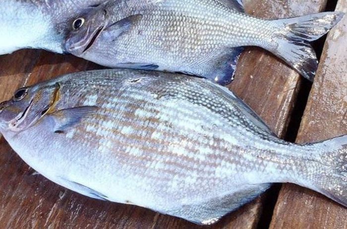 Loại cá nghe tên hết hồn nhưng là đặc sản Quảng Ngãi nổi tiếng  - Ảnh 5.
