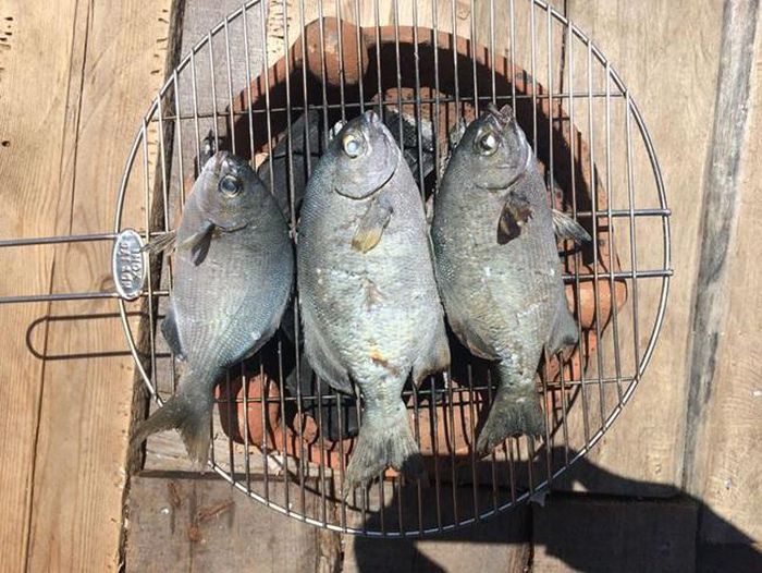 Loại cá nghe tên hết hồn nhưng là đặc sản Quảng Ngãi nổi tiếng  - Ảnh 3.