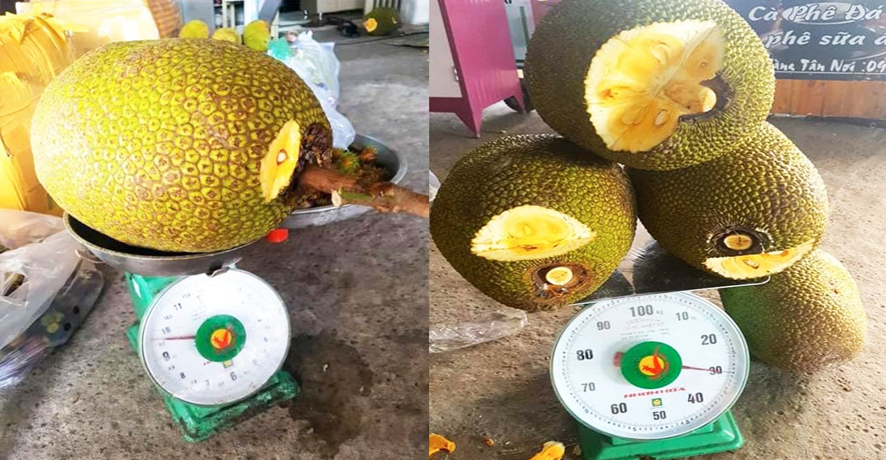 Giá mít Thái hôm nay 13/5: Vựa chỉ ưu tiên mua mít Kem lớn, hạn chế mua mít Kem nhỏ - Ảnh 1.