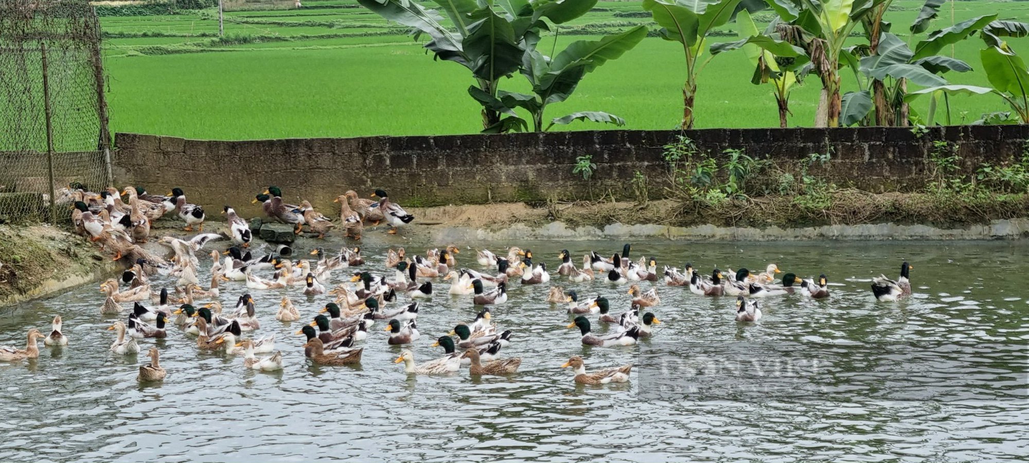 Hội Nông dân huyện Bảo Yên (Lào Cai) được cấp chứng nhận Nhãn hiệu tập thể “Vịt bầu Nghĩa Đô” - Ảnh 1.