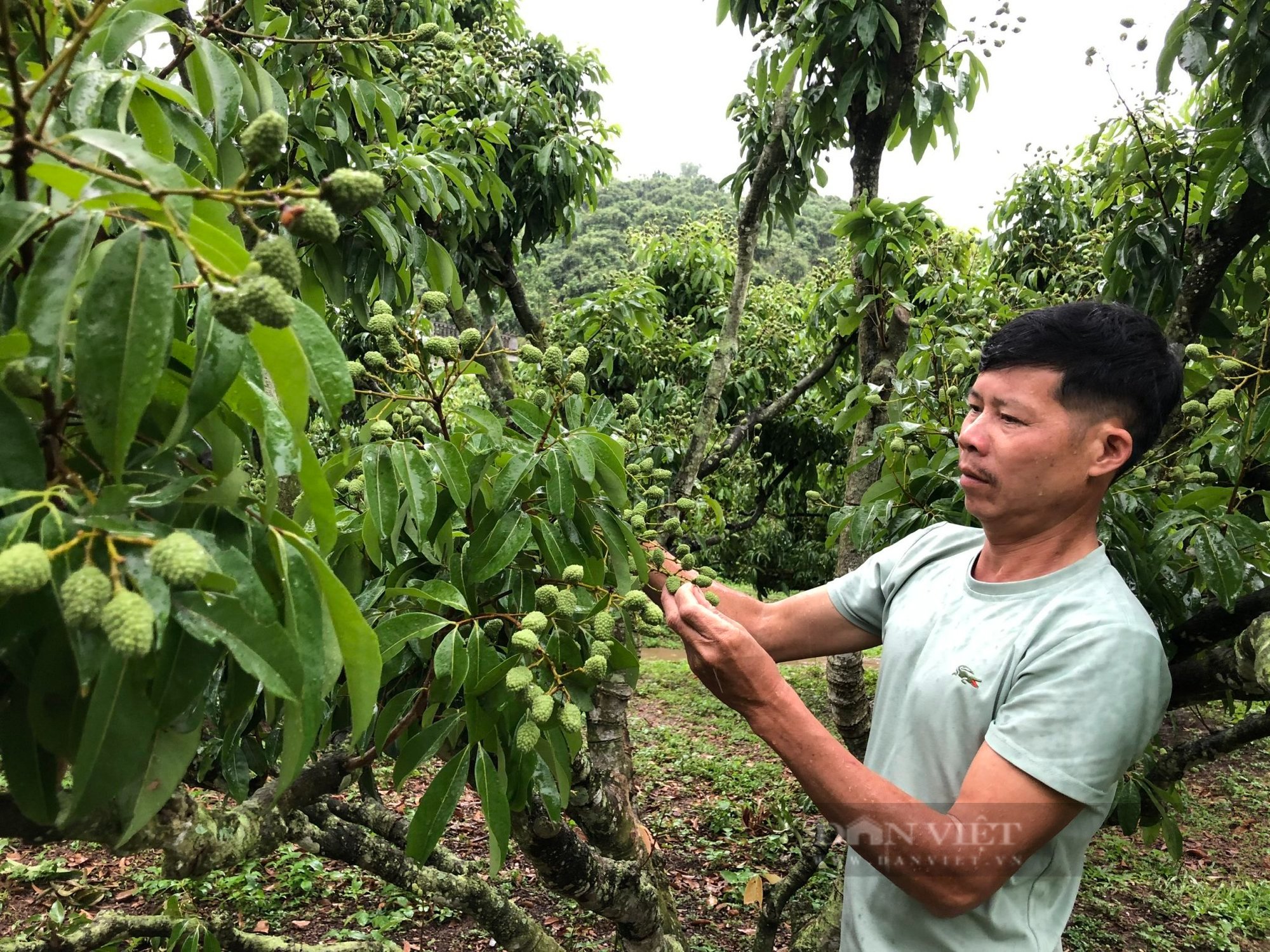 Bắc Giang: Gần 200 thương nhân Trung Quốc sẽ đến Lục Ngạn mua vải thiều - Ảnh 2.