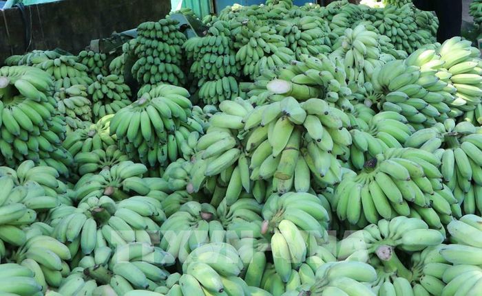Chuối Việt Nam có khả năng cạnh tranh với sản phẩm cùng loại tại Nhật Bản - Ảnh 1.
