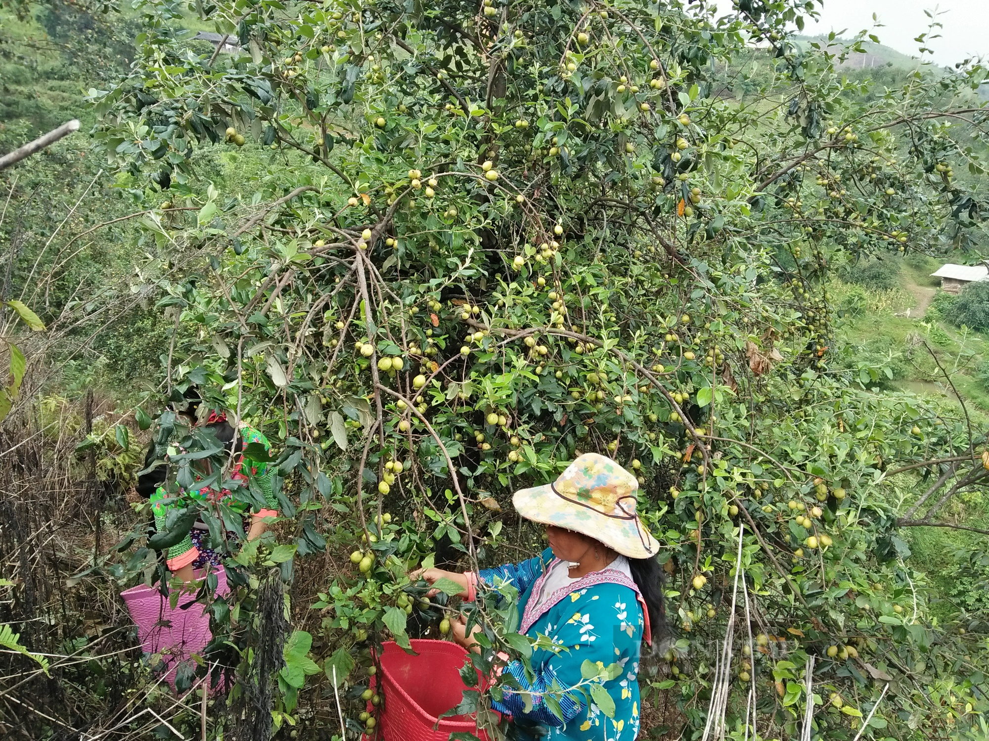 Sơn La: Lãnh đạo huyện Thuận Châu nói gì về việc Doanh nghiệp nợ hàng trăm triệu đồng thu mua quả sơn tra? - Ảnh 2.