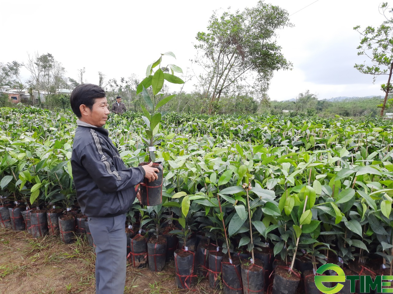 Quảng Nam: Xứ Tiên “lọt xác” nhờ xây dựng nông thôn mới - Ảnh 11.