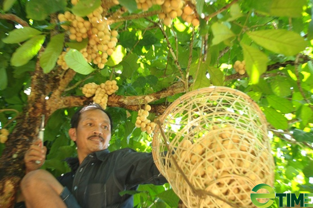 Quảng Nam: Xứ Tiên “lọt xác” nhờ xây dựng nông thôn mới - Ảnh 10.