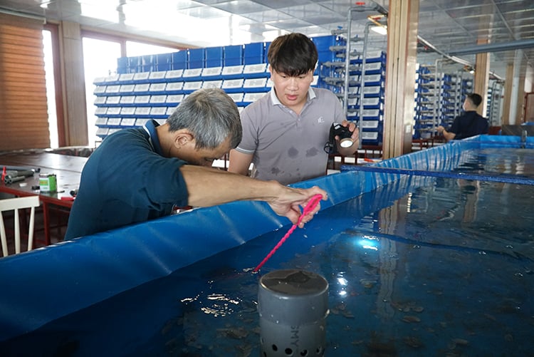 Độc - lạ Việt Nam: Nuôi loại cua biển thơm ngon đứng đầu tất cả các loại cua ở... trong nhà - Ảnh 7.