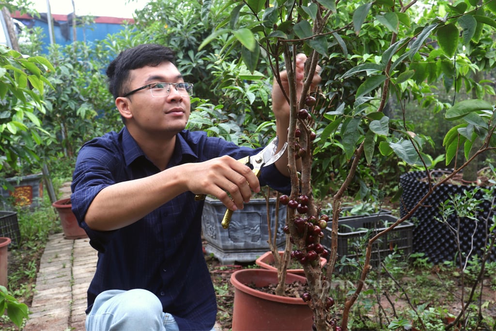 Đưa cây ăn quả độc lạ về vườn nhà trồng, chàng trai Thủ đô bất ngờ kiếm trăm triệu đồng mỗi ngày - Ảnh 1.