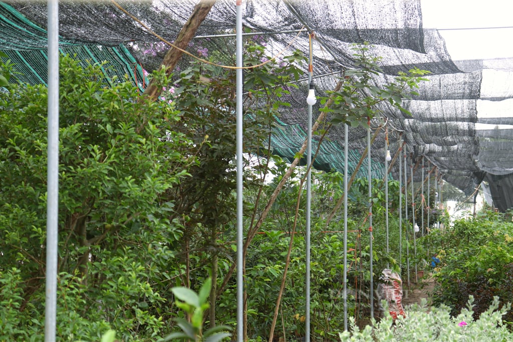 Đưa cây ăn quả độc lạ về vườn nhà trồng, chàng trai Thủ đô bất ngờ kiếm trăm triệu đồng mỗi ngày - Ảnh 3.