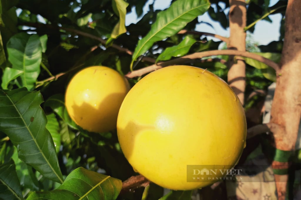 Đưa cây ăn quả độc lạ về vườn nhà trồng, chàng trai Thủ đô bất ngờ kiếm trăm triệu đồng mỗi ngày - Ảnh 6.