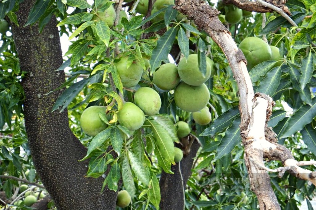 Đưa cây ăn quả độc lạ về vườn nhà trồng, chàng trai Thủ đô bất ngờ kiếm trăm triệu đồng mỗi ngày - Ảnh 7.