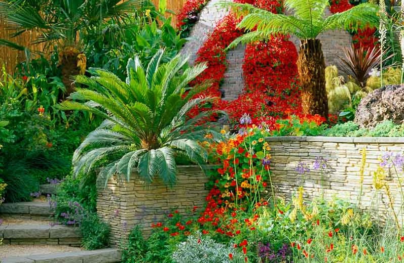 Vị trí đặt cây cảnh vạn tuế đúng phong thủy để chiêu tài, vượng khí cho gia đình - Ảnh 1.