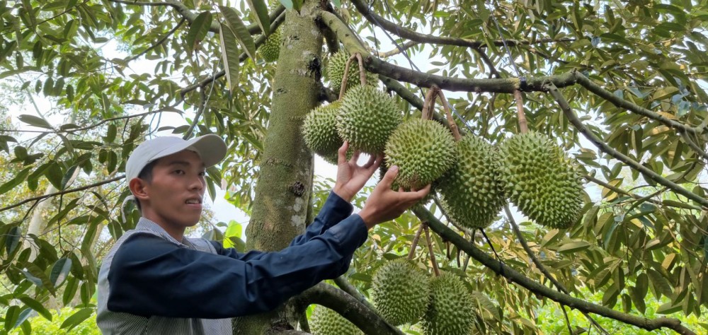 Trồng sầu riêng Ri6, Mongthong hạt lép, cứ 1 công vườn, nông dân Cần Thơ lời 90-100 triệu - Ảnh 1.