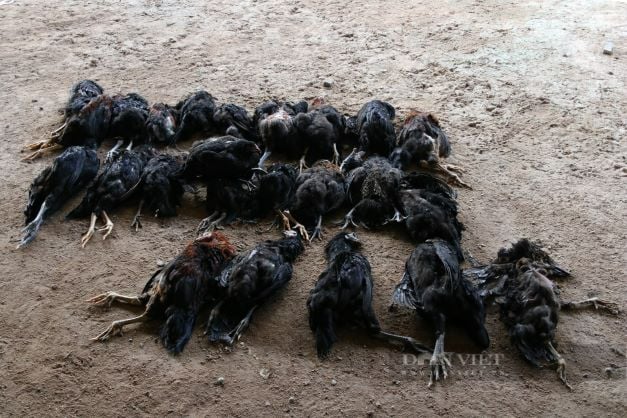 Ninh Thuận: Kiểm tra, rà soát vụ nông dân ôm nợ khi nhận nuôi gà gia công cho công ty Japfa Comfeed Việt Nam - Ảnh 4.