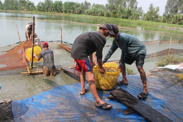 Giá cá tra giống giảm mạnh - Ảnh 1.