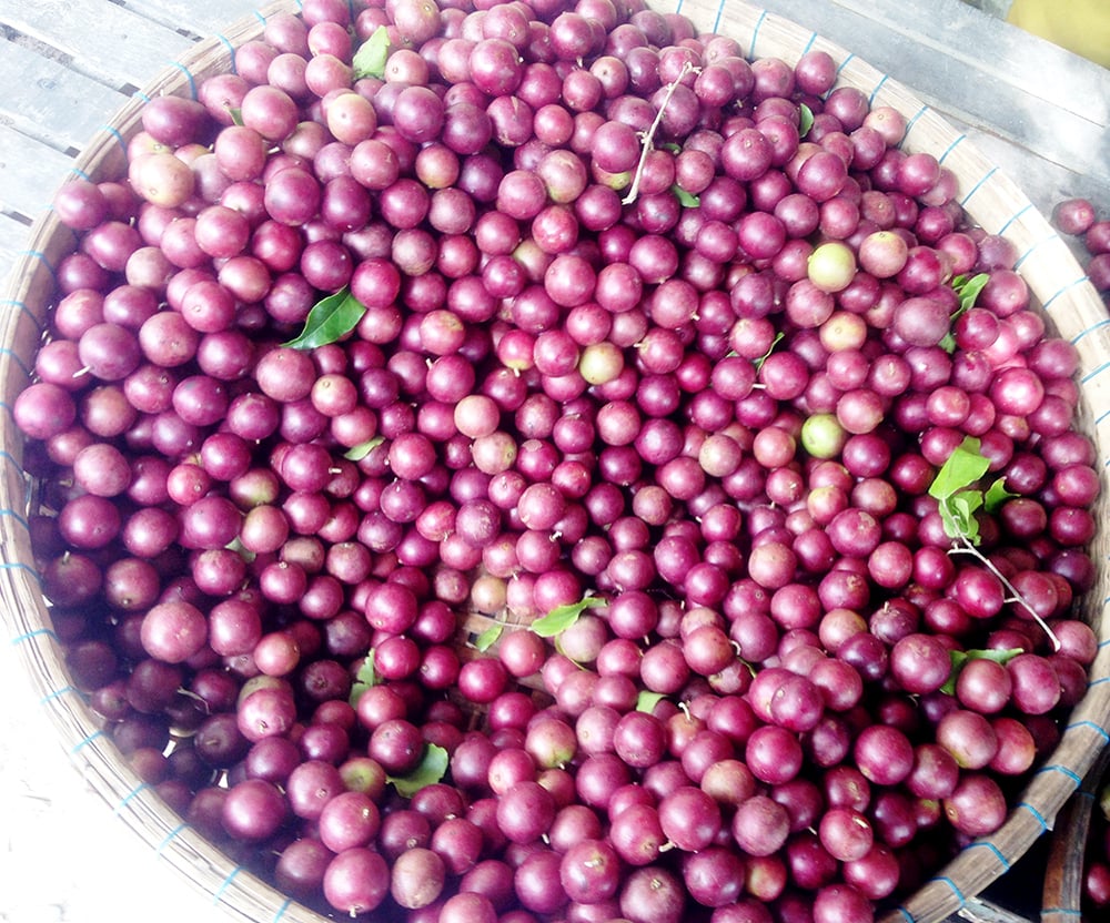 Trái cây mùa mưa Bảy Núi - Ảnh 2.