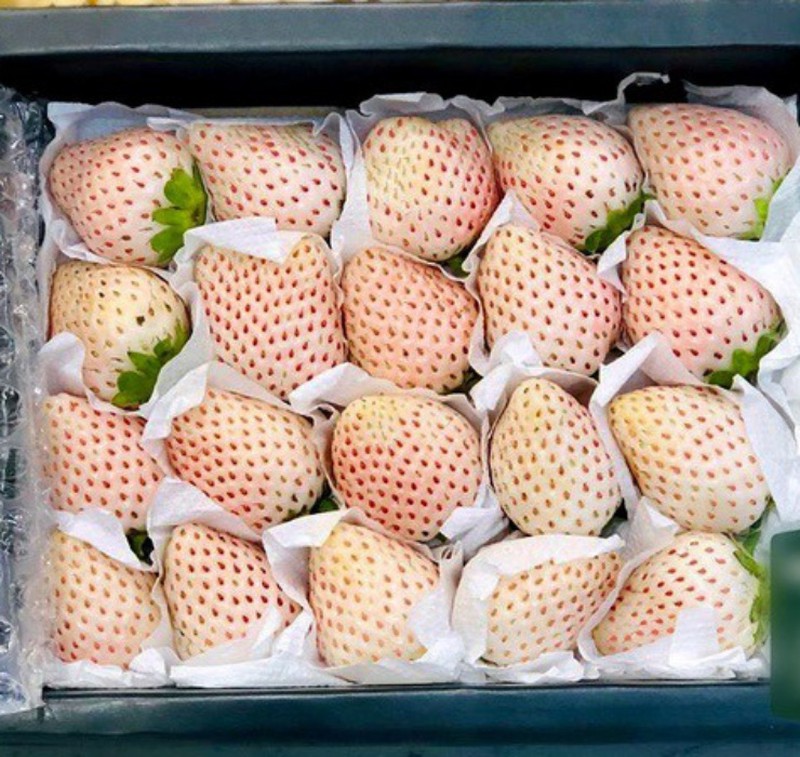 Loại quả tưởng đã tuyệt chủng, người Việt đem trồng hốt bạc - Ảnh 13.