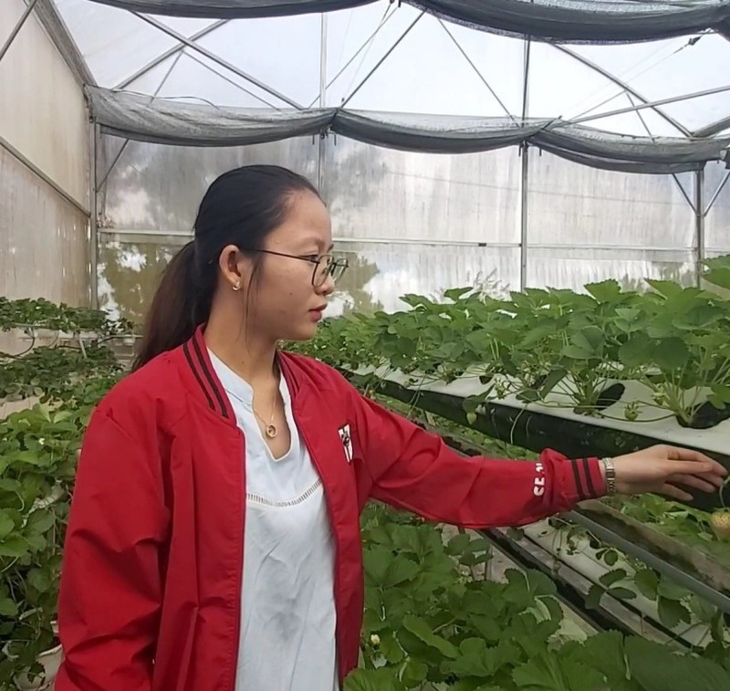 Loại quả tưởng đã tuyệt chủng, người Việt đem trồng hốt bạc - Ảnh 4.