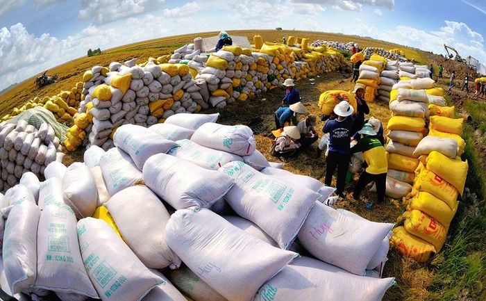 Giá gạo xuất khẩu tiếp tục tăng - Ảnh 1.