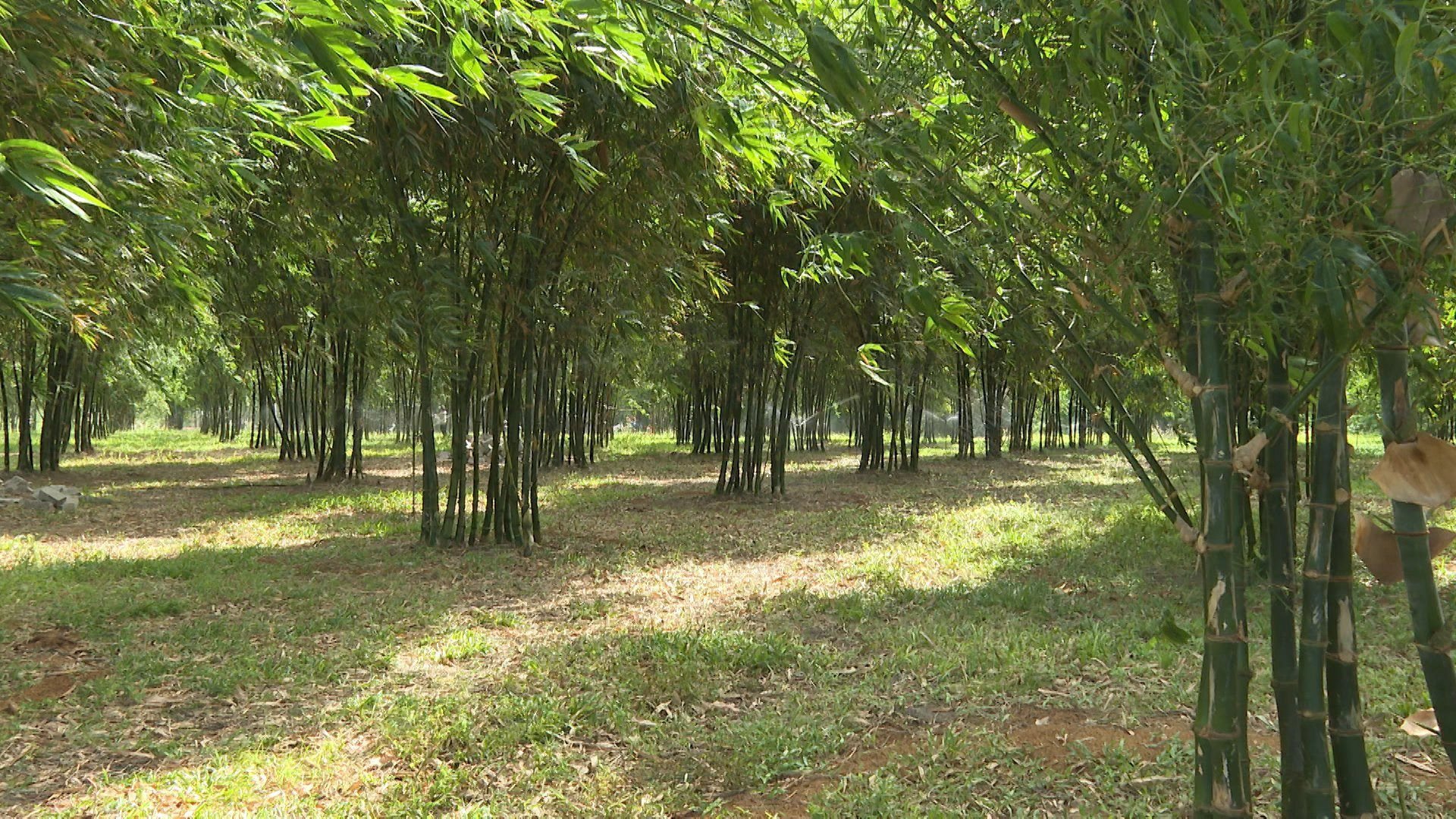Trồng tre tứ quý đi mỏi chân trong vườn, một ông nông dân Bình Thuận thu không biết bao nhiêu tiền? - Ảnh 2.