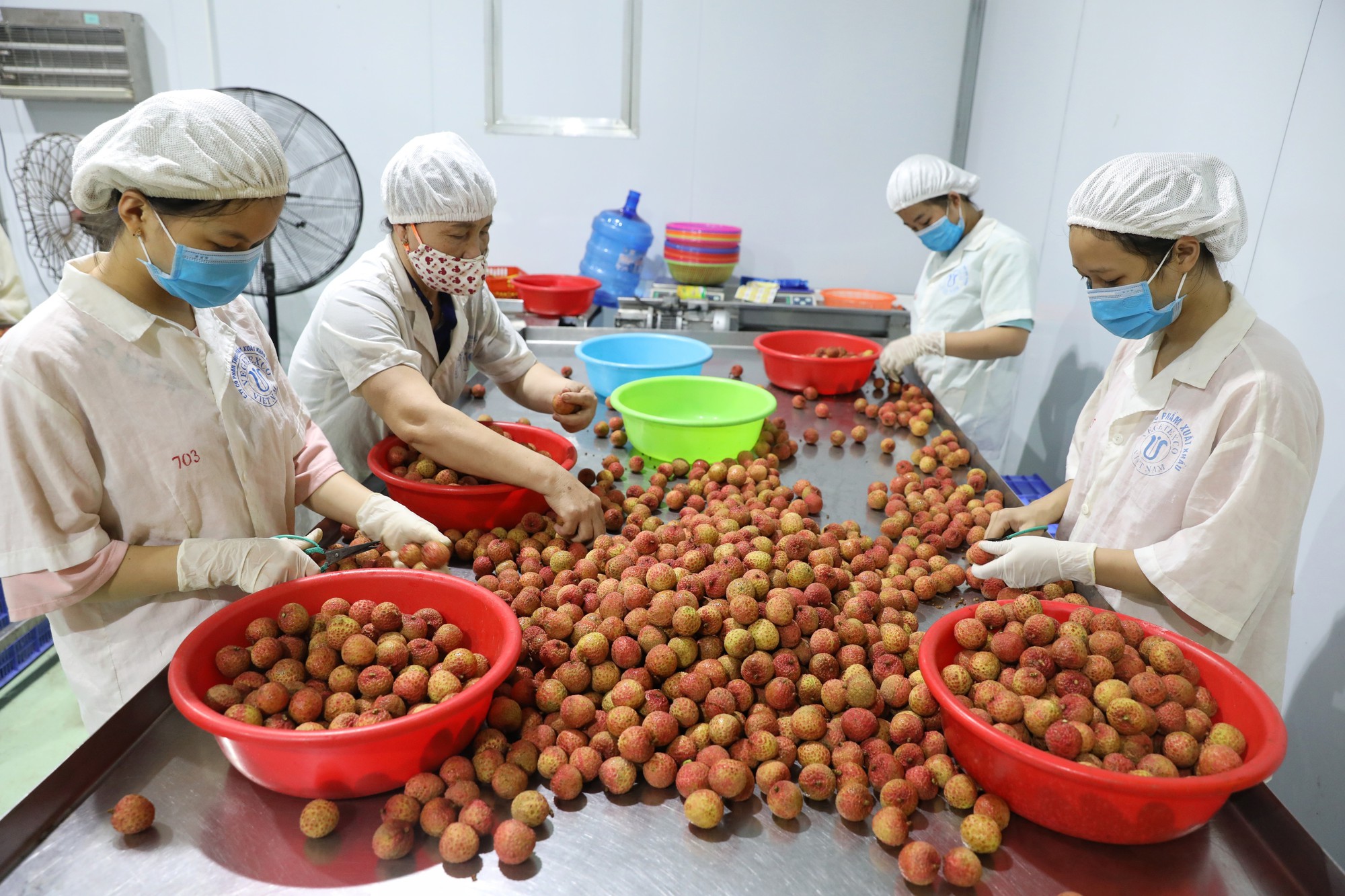 Mở rộng đường xuất khẩu cho trái vải thiều - Ảnh 1.