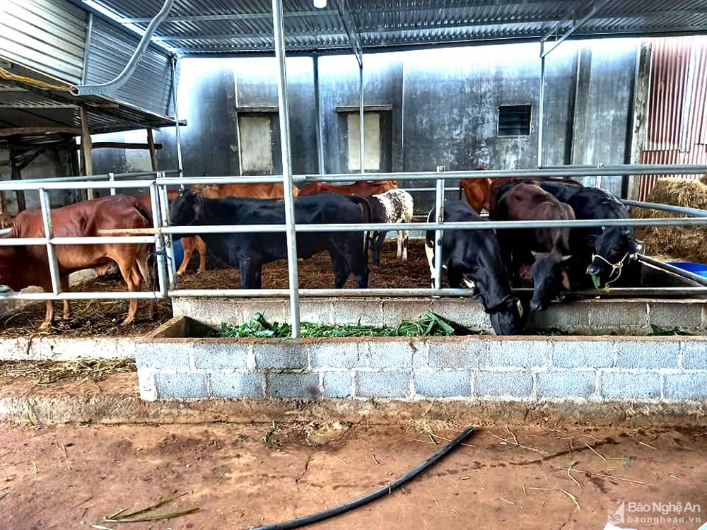 Giá bò hơi &quot;chạm đáy&quot;, nhiều chủ trang trại phải &quot;bán tháo&quot;, thế mà thịt bò ở chợ vẫn không giảm - Ảnh 1.