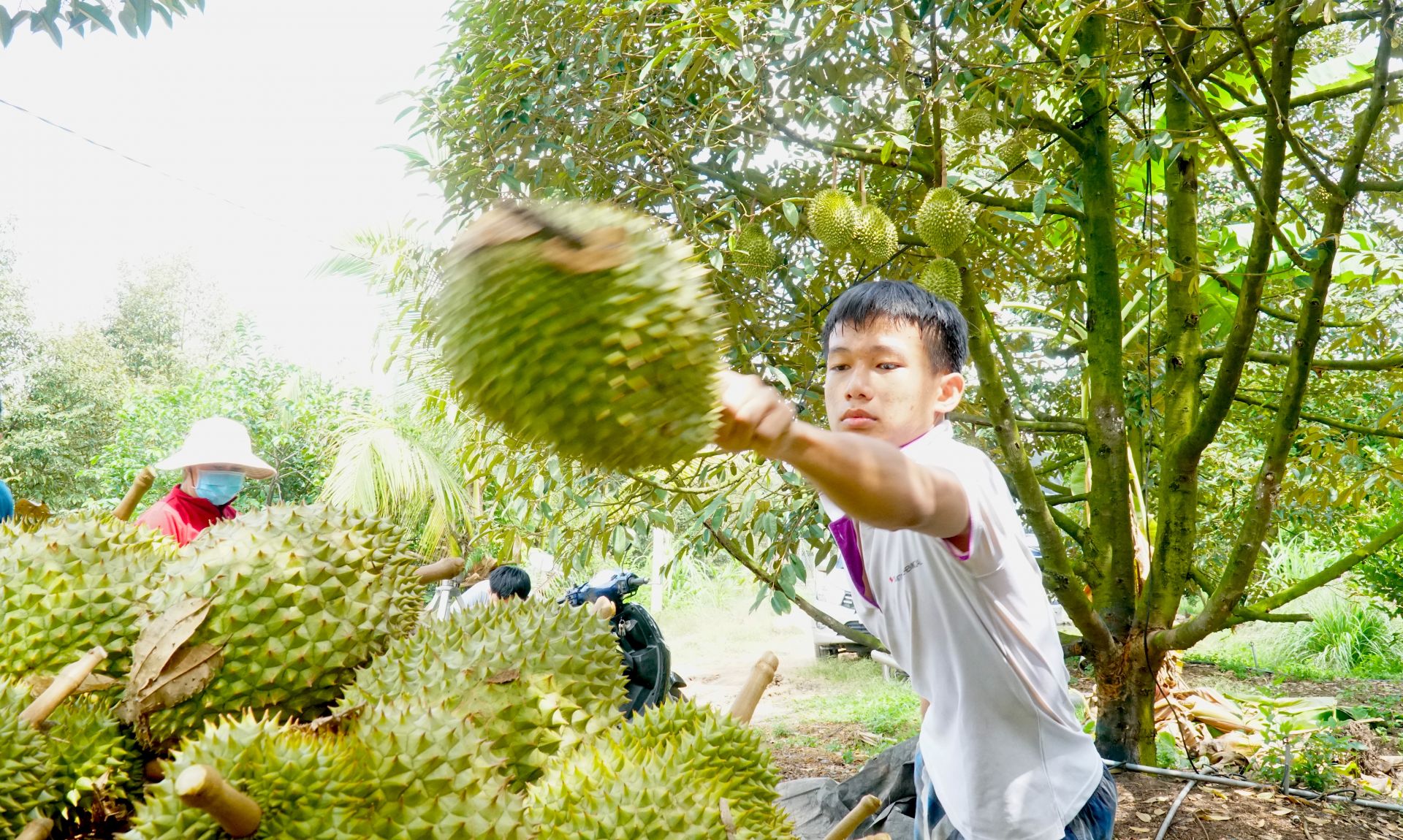 Một xã của Tây Ninh trồng tới 1.000ha sầu riêng, giá sầu riêng đang cao như thế, dân ở đây thu mấy trăm tỷ? - Ảnh 3.
