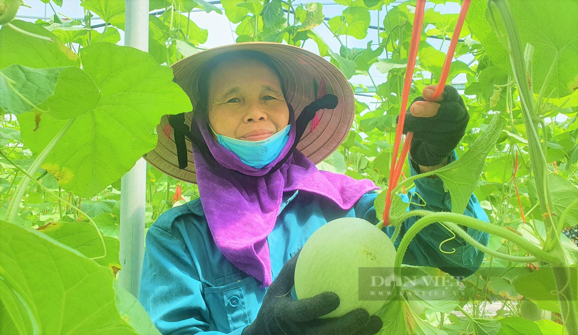 Hà Tĩnh: Cả chục nghìn đất bỏ hoang, nông dân Hà Tĩnh biến thành trang trại dưa lưới, thu tiền tỷ mỗi năm. - Ảnh 9.
