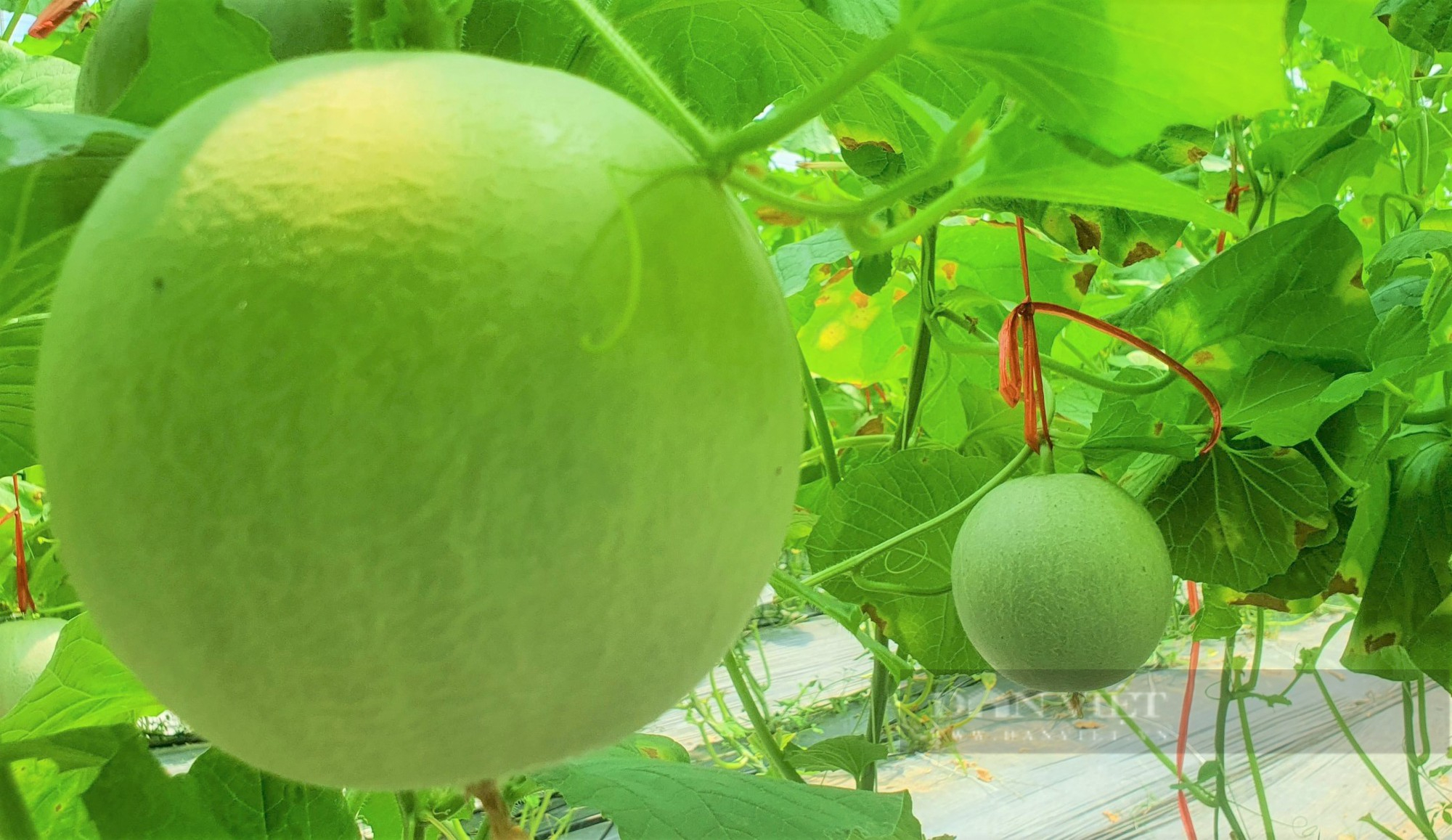Hà Tĩnh: Cả chục nghìn đất bỏ hoang, nông dân Hà Tĩnh biến thành trang trại dưa lưới, thu tiền tỷ mỗi năm. - Ảnh 8.
