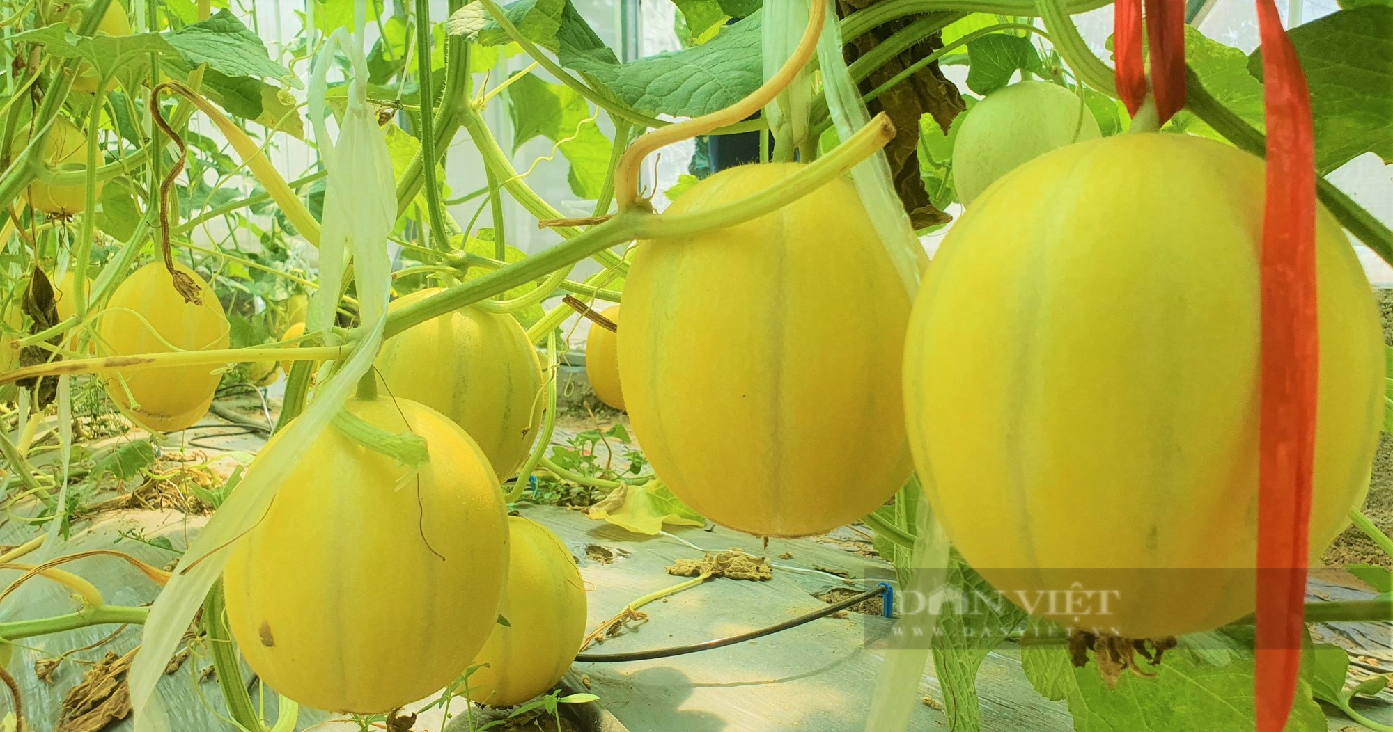 Hà Tĩnh: Cả chục nghìn đất bỏ hoang, nông dân Hà Tĩnh biến thành trang trại dưa lưới, thu tiền tỷ mỗi năm. - Ảnh 3.
