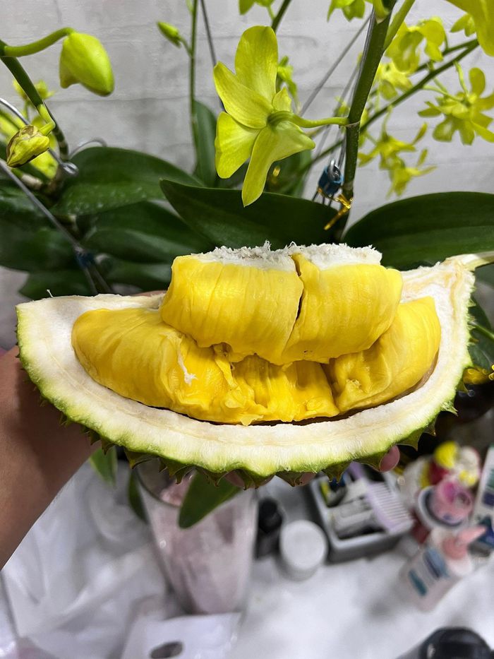 Sầu riêng Musang King trồng ở Việt Nam giá cả triệu đồng/trái - Ảnh 1.