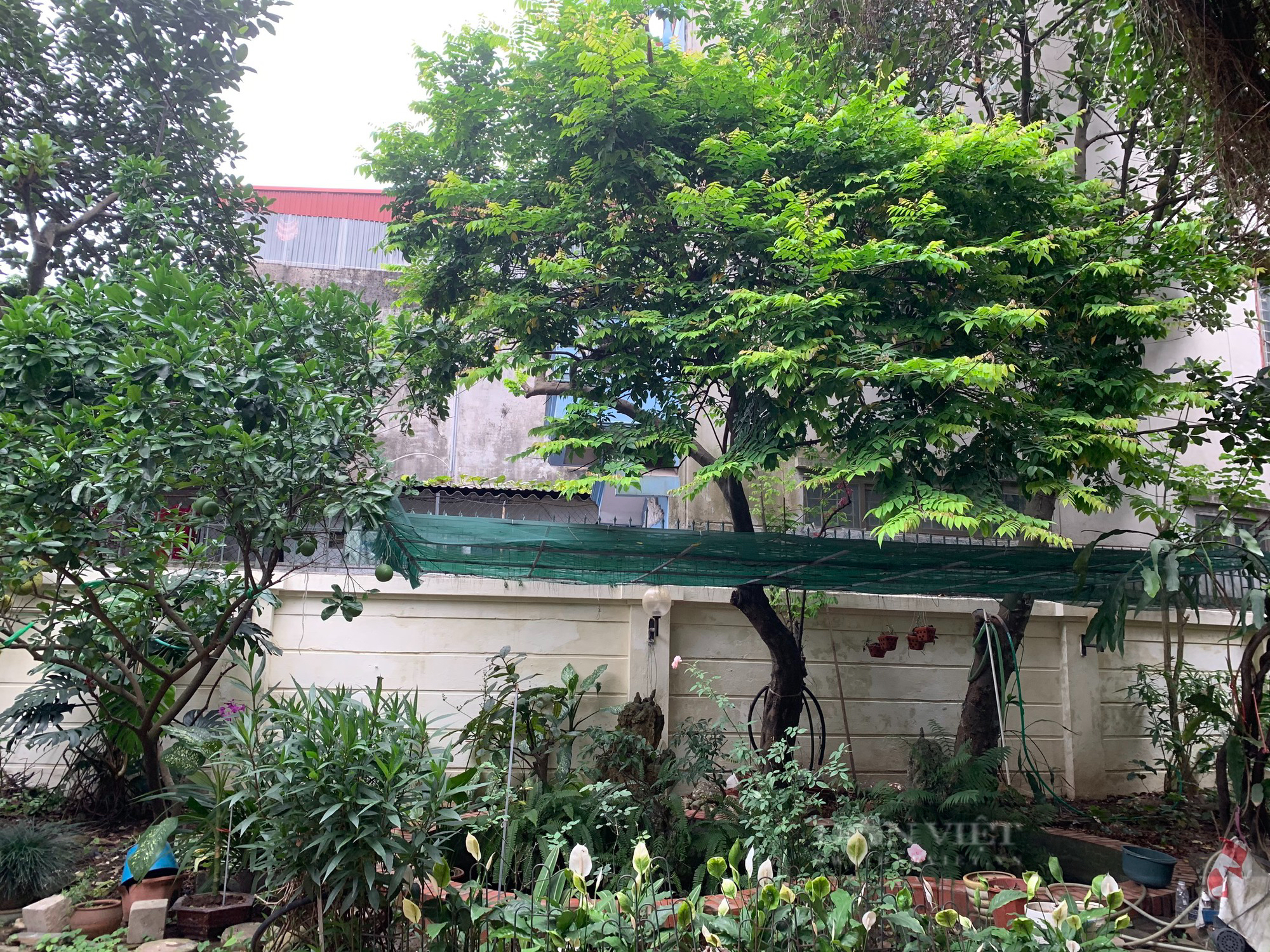 Ngôi nhà có hàng rào làm bằng cây duối gai trăm năm tuổi, &quot;cực chất&quot; ở Hà Nội - Ảnh 6.