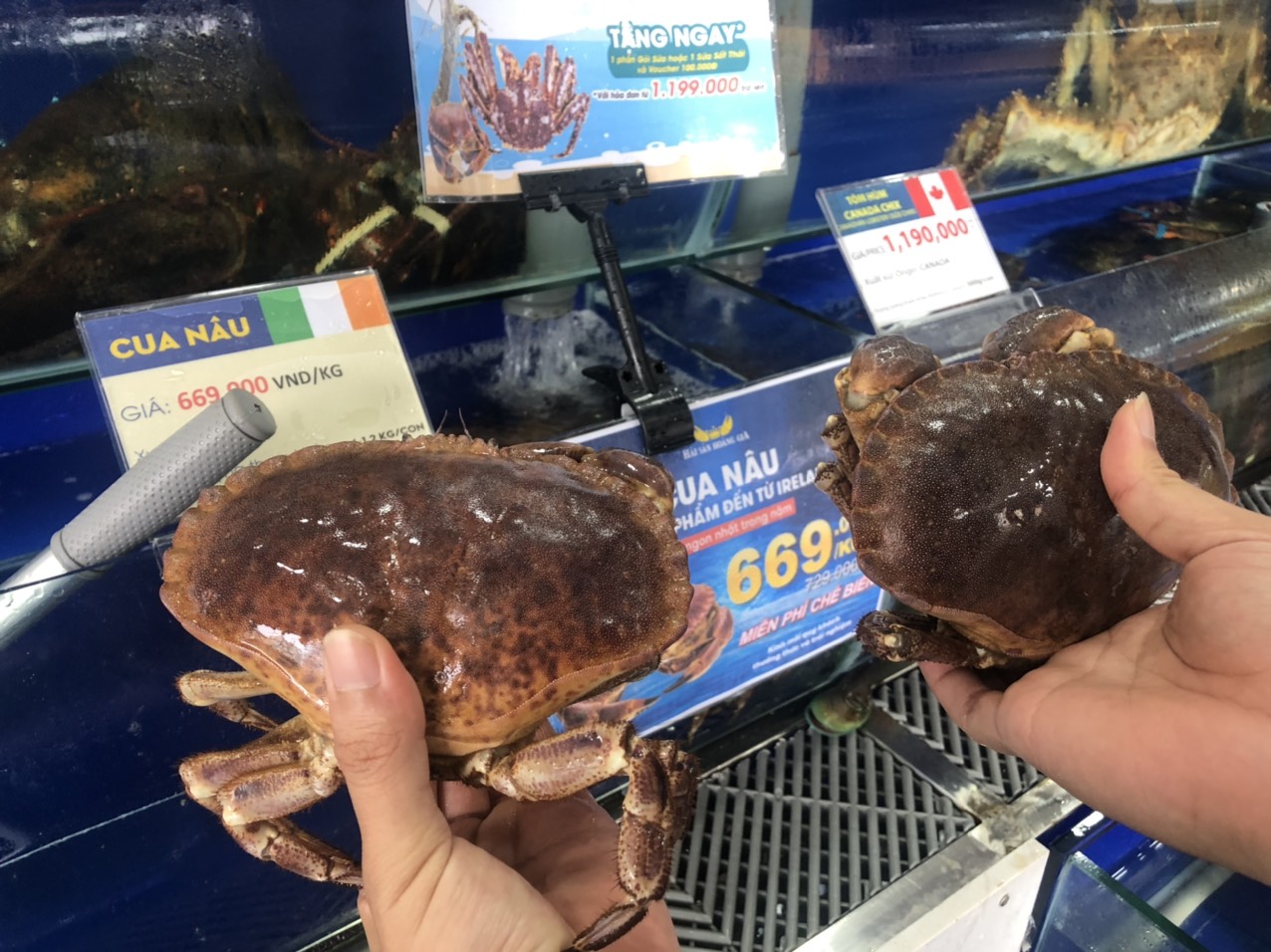Cua nhập khẩu rẻ hơn cua trong nước - Ảnh 1.