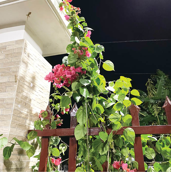 Trồng cây cảnh này ở cổng nhà, sau những ngày mưa to, hoa vẫn nở thi nhau khoe sắc - Ảnh 3.