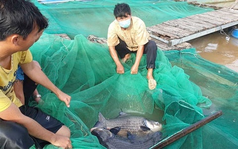 Tâm tư, kiến nghị gửi Thủ tướng: &quot;Ngấm đòn&quot; biến đổi khí hậu, dân vùng ĐBSCL mong được hỗ trợ sinh kế - Ảnh 1.