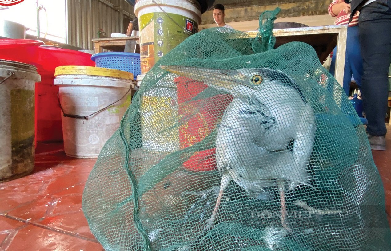 Phóng viên Báo NTNN/ Dân Việt tham gia bàn giải pháp bảo tồn chim hoang dã sau Chỉ thị của Thủ tướng Chính phủ - Ảnh 3.