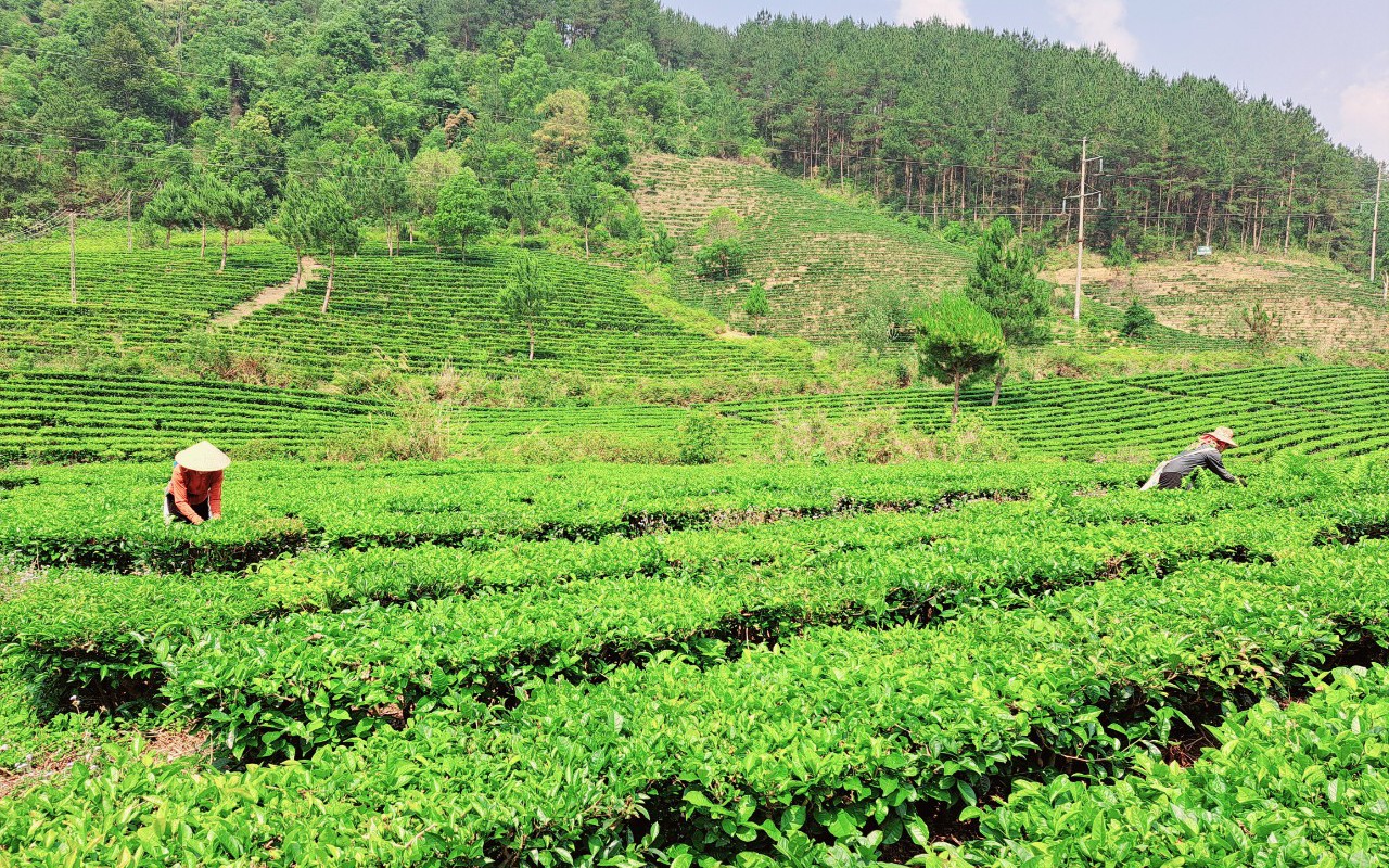 Than Uyên đẩy mạnh phát triển dịch vụ nông nghiệp