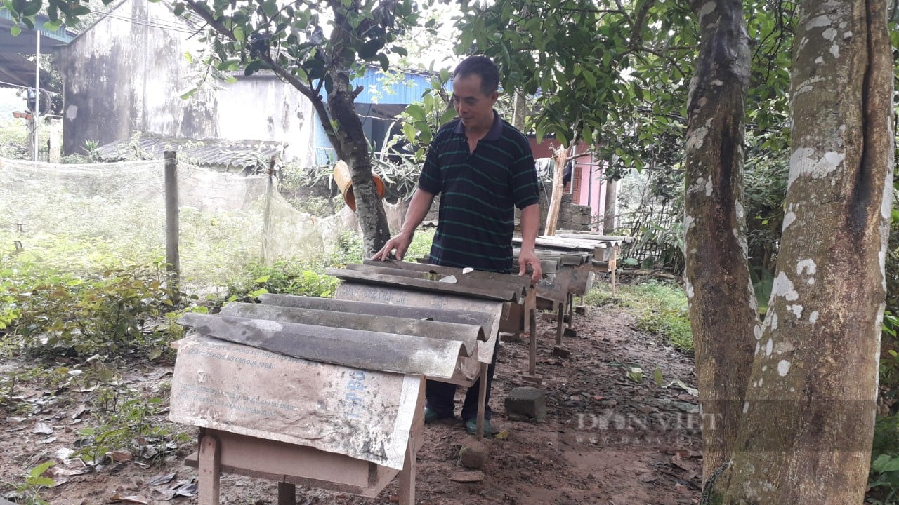 Thái Nguyên: Cặp vợ chồng già quanh năm vui vầy với bầy ong mật mà vẫn đủ ăn đủ tiêu - Ảnh 2.